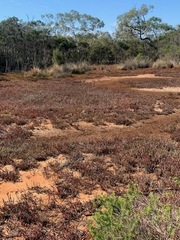 Atriplex paludosa paludosa