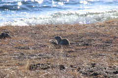 Urocitellus undulatus