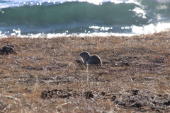 Urocitellus undulatus