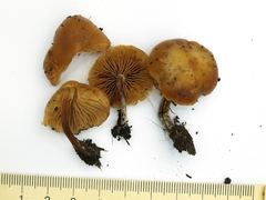 Galerina sideroides