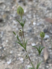 Silene antirrhina