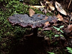 Sanguinoderma rude
