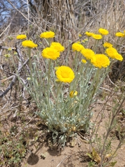 Baileya pleniradiata