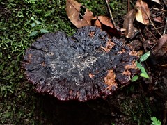 Sanguinoderma rude