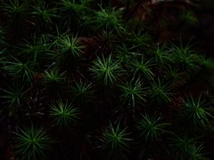 Dawsonia superba