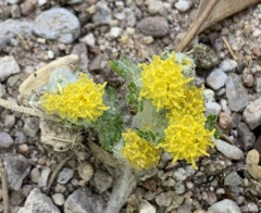 Eriophyllum pringlei