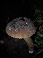 Lactifluus wirrabara