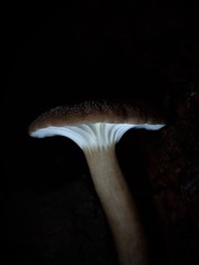 Lactifluus wirrabara