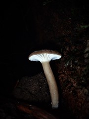 Lactifluus wirrabara