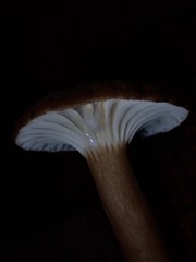 Lactifluus wirrabara