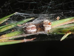 Theridion theridioides