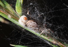 Theridion theridioides