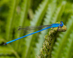 Ceriagrion azureum