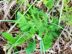 Asparagus tenuifolius