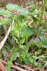 Stellaria crispa