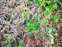 Asparagus tenuifolius