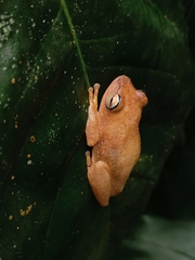 Raorchestes luteolus