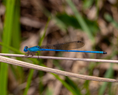 Ceriagrion azureum