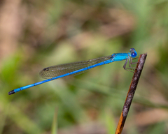 Ceriagrion azureum