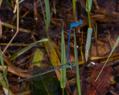 Ceriagrion azureum