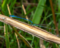 Ceriagrion azureum