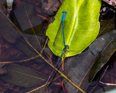 Ceriagrion azureum