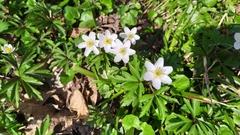 Anemonoides nemorosa