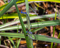 Lestes dorothea
