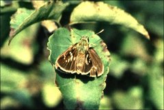 Polytremis pellucida