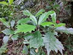 Aucuba obcordata