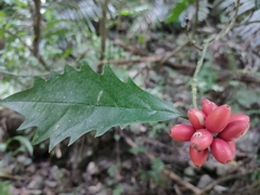 Aucuba obcordata
