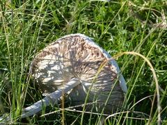 Macrolepiota dolichaula