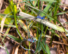 Lestes dorothea