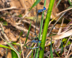 Lestes dorothea