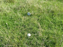 Macrolepiota dolichaula
