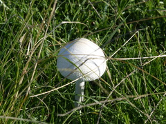 Macrolepiota dolichaula