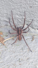 Guasuctenus longipes