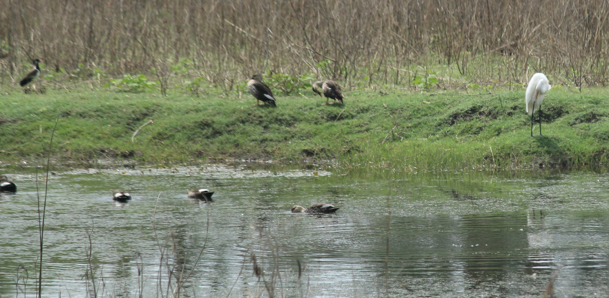 Indian Spot-billed Duck