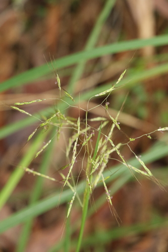 Capillipedium spicigerum