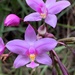 Philippine Ground Orchid - Photo (c) callmebrown, some rights reserved (CC BY-NC)
