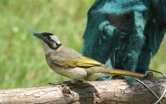 Pycnonotus sinensis