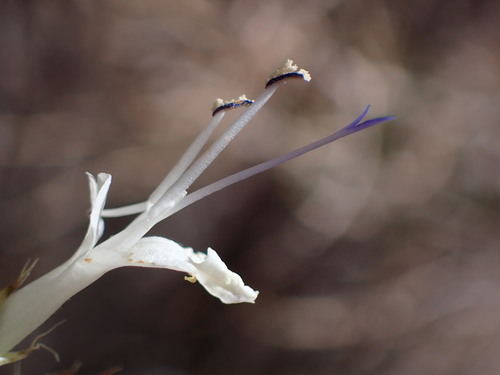 Image of Salvia vaseyi by (c) Cricket Raspet, some rights reserved (CC BY)