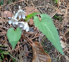Viola lactiflora