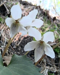 Viola lactiflora