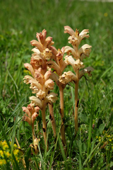 Orobanche caryophyllacea