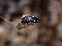 Acmaeodera vernalis
