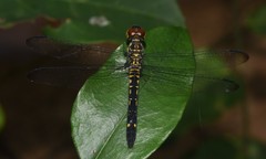 Chalcostephia flavifrons