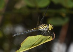 Chalcostephia flavifrons