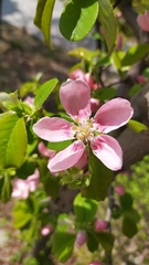 Pseudocydonia sinensis