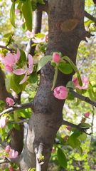 Pseudocydonia sinensis